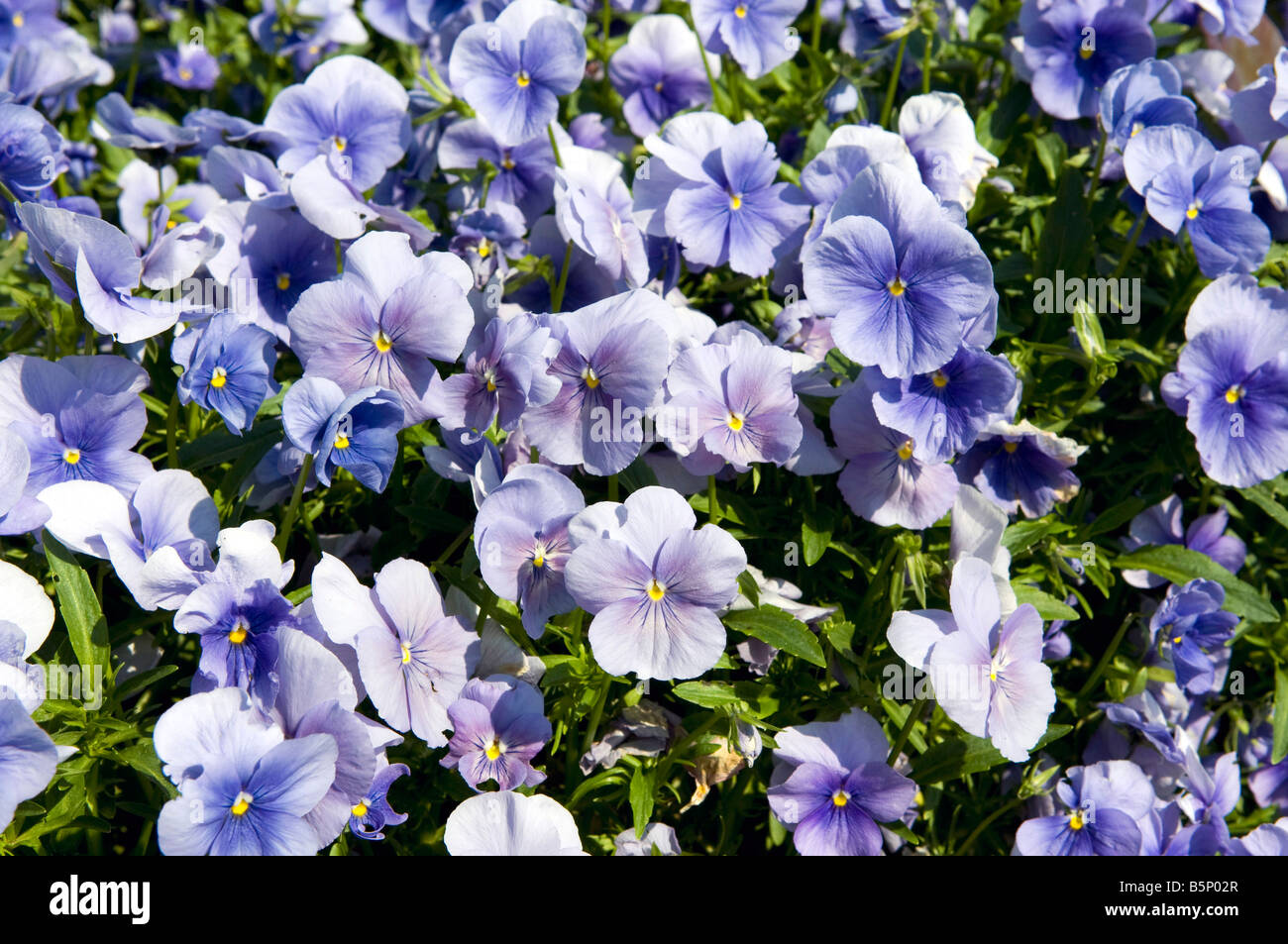 Viola `Blue Heaven` Stock Photo
